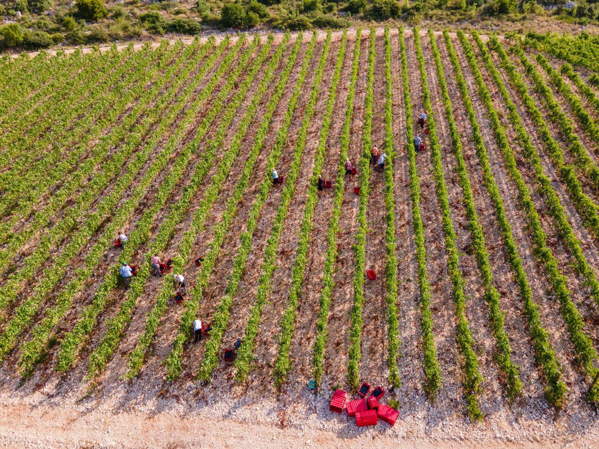Winery Rizman B&B Slivno Ravno エクステリア 写真